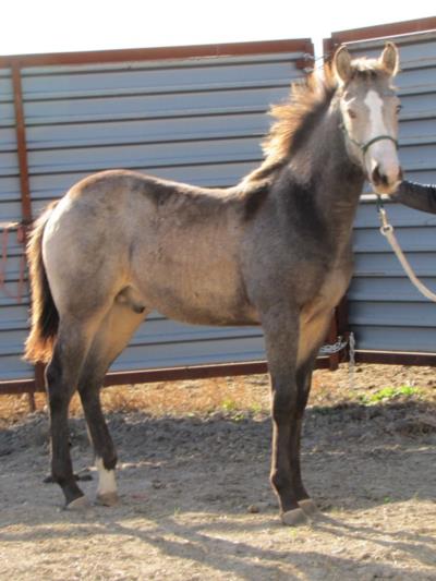 Jack Frost Drift JW<br>AQHA 5613700